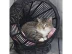 Adopt Biggie a American Shorthair