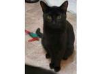 Adopt Charlie a Domestic Short Hair