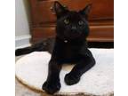 Adopt Felice a Domestic Short Hair