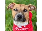 Adopt Huxton a Black Mouth Cur, Terrier