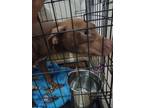 Adopt Crowley a Labrador Retriever