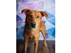 Adopt Teddy a Golden Retriever
