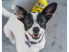 Adopt Fajita a Terrier, Jack Russell Terrier