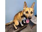 Adopt Hitch a Black Mouth Cur