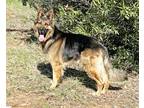 Adopt Buddy a German Shepherd Dog