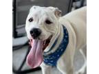 Adopt Jeremy a Great Pyrenees