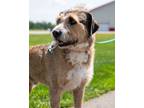Adopt Benji (Doug) a Terrier, Mixed Breed