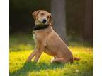 Adopt Gazpacho a Airedale Terrier