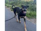Adopt Henry a Beauceron
