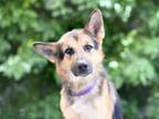Adopt VINNIE a German Shepherd Dog