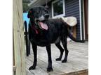 Adopt Kasey a Black Labrador Retriever, Mixed Breed