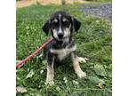 Adopt Max a Mixed Breed