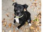 Adopt Ryder **FOSTER OR ADOPTER NEEDED** a Pit Bull Terrier