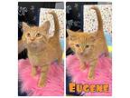 Eugene - NN Domestic Shorthair Kitten Male