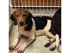 Buster Fka Mouth Basset Hound Adult Male
