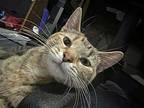 Starburst Domestic Shorthair Young Female