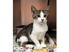 Willow Domestic Shorthair Kitten Female