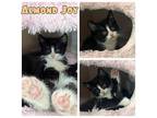 Almond Joy - NN Domestic Shorthair Kitten Male