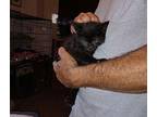 Andy Domestic Longhair Kitten Male
