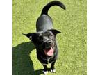 Adopt Phineas a Labrador Retriever