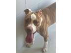 Adopt Decker a Staffordshire Bull Terrier