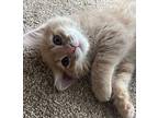 Captain Domestic Shorthair Kitten Male