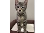 Adopt Max a Tabby, Domestic Short Hair
