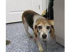 Mandy Beagle Senior Female
