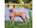 BOWIE Chihuahua Adult Male