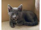 Gus and Jaq Russian Blue Male