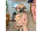 Donatello Ninja Turtle German Shepherd Dog Puppy Male