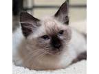 Martika (and Madonna) Domestic Shorthair Kitten Female