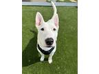 Adopt Spuds Mackenzie a Bull Terrier, Mixed Breed