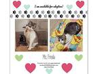 Miss Freda Domestic Shorthair Kitten Female