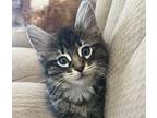 Chocolate Domestic Shorthair Kitten Male