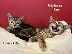 Lovely Rita Domestic Shorthair Kitten Female