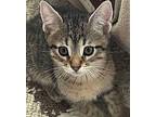 Christopher Domestic Shorthair Kitten Male