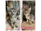 Nebula - NN Domestic Shorthair Kitten Female
