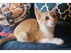 Rusty Domestic Shorthair Kitten Male