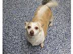 Sasha Pembroke Welsh Corgi Senior Female