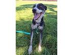 Franklin Australian Kelpie Adult Male
