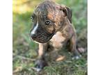 Yoko Boxer Puppy Male
