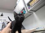 Kitkat Domestic Shorthair Kitten Female