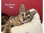 Polythene Pam Domestic Shorthair Kitten Female