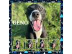 Adopt Geno a Pit Bull Terrier