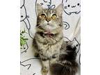 Jasmine Persian Adult Female