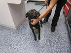 Mollie Labrador Retriever Adult Female