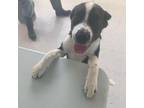 Adopt Enki a Pit Bull Terrier