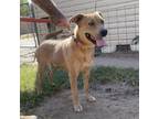 Adopt Milo a Mountain Cur, Mixed Breed