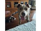 Adopt Concord a Staffordshire Bull Terrier